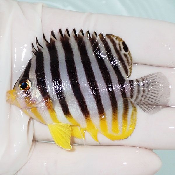 【現物47】sale シマヤッコ 6.5cm±! 海水魚 生体 15時までのご注文で当...