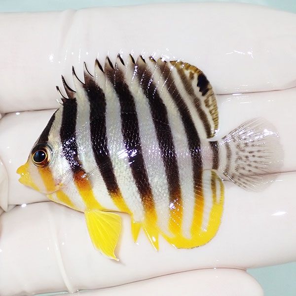 【現物48】sale シマヤッコ 5cm±! 海水魚 生体 15時までのご注文で当日...