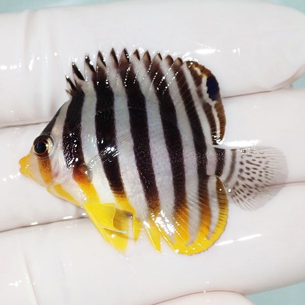 【現物49】sale シマヤッコ 4.5cm±! 海水魚 生体 15時までのご注文で当...