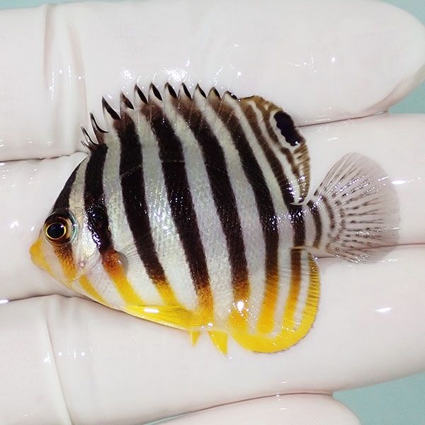 【現物50】sale シマヤッコ 4.5cm±! 海水魚 生体 15時までのご注文で当...