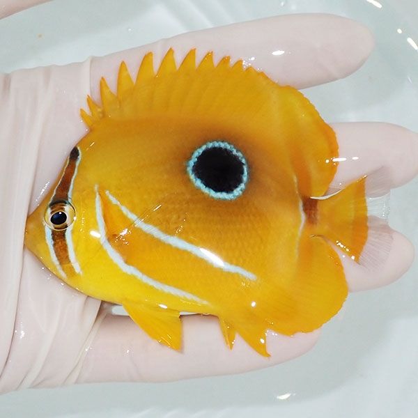 【現物】ウミヅキチョウ 9cm±! 海水魚 チョウチョウウオ 15時までのご注...