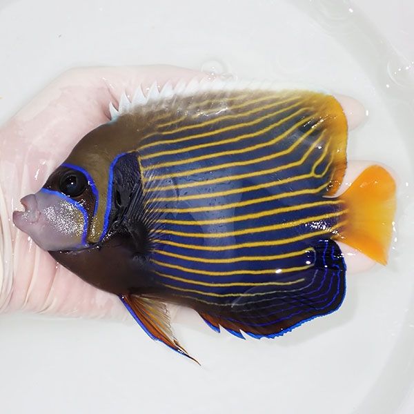 【現物7】タテジマキンチャクダイ 15.5cm±!海水魚 ヤッコ 15時までのご...