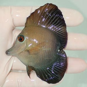 ブラックチップシャーク 販売 | 海水魚通販はアクアギフト